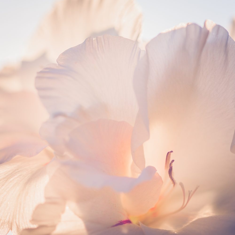 Close-up of white flower